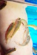 Manicure fish spa beauty treatment