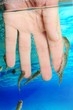Manicure fish spa beauty treatment