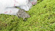 hand glove let free fire belly toad bombina red orange belly