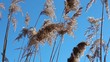 Sedge  against the sky in wind
