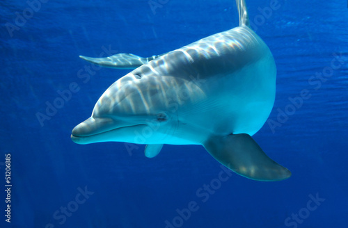 Photo: Delfino curioso Delfino curioso