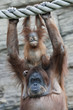 Hands up of an orangutan family