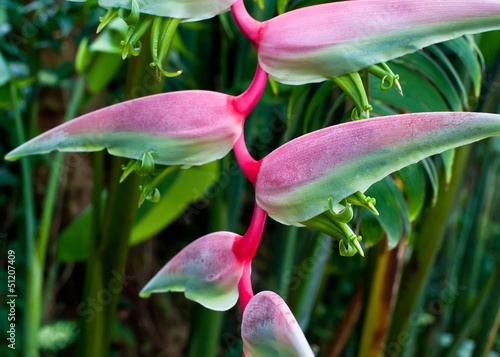 Photo: Beautiful pink heliconia flower growing in tropical forest Beautiful pink heliconia flower growing in tropical forest