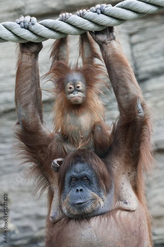 Photo: Hands up of an orangutan family Hands up of an orangutan family