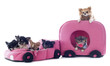 chihuahuas in car