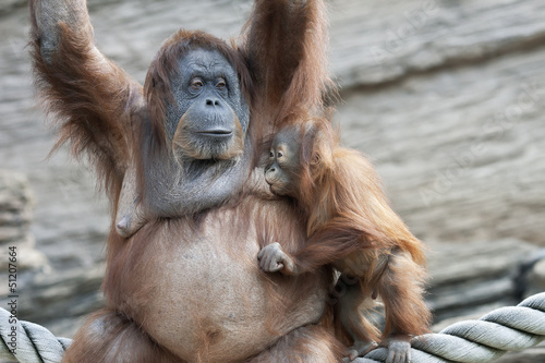 Photo: Foody kiss of an orangutan sucker Foody kiss of an orangutan sucker