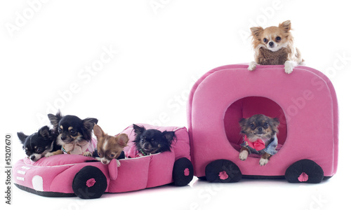 Photo: chihuahuas in car chihuahuas in car