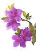 azalea su sfondo bianco