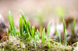 coming of spring