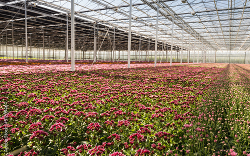 Photo: Colorful Chrysanthemums in a flower nursery Colorful Chrysanthemums in a flower nursery