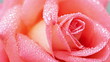 Video: Rose Rose