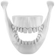 3d wireframe over  human jaw bone with teeth