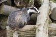 Badger