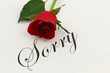 Sorry with red rose