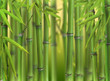 Bamboo sprouts forest