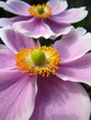 Photo: Close Up Japanese Anemone Close Up Japanese Anemone