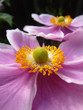 Photo: Close Up Japanese Anemone Close Up Japanese Anemone