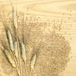 Black bearded wheat heads and kernels