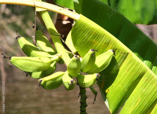 Photo: Unripe Bananas and Green Banana Leaf Unripe Bananas and Green Banana Leaf