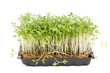 watercress