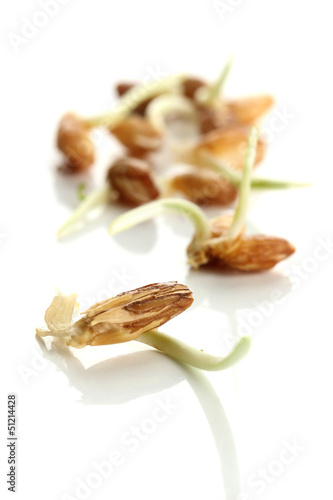 Photo: Wheat germs isolated on white Wheat germs isolated on white
