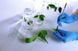Test tubes with plant on light background