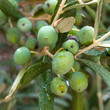 Olives on the tree