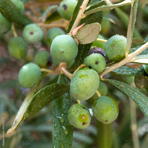 Photo: Olives on the tree Olives on the tree