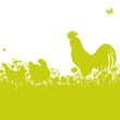 Huhn und Hahn