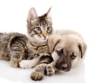 Portrait of a cat and dog. Isolated on a white