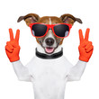 peace and victory fingers dog