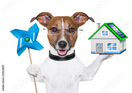 Photo: eco energy dog eco energy dog