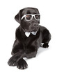 Black Labrador Retriever