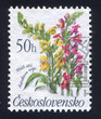 Antirrhinum majus