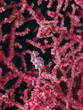 Zwerg Seepferdchen (Hippocampus bargibanti) II
