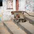 Monkeys eat bananas
