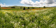 Wildflower panorama