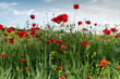 Blue sky and poppies