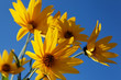 Yellow topinambur flowers (daisy family) against blue sky