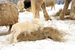 Winter on the farm