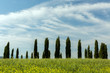Tuscan circle of cypresses