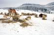 Herd of sheep skudde and horse haflinger