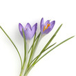 Krokus, Crocus tommasinianus, Schnee