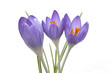 Krokus, Crocus tommasinianus, Schnee