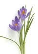 Krokus, Crocus tommasinianus, Schnee