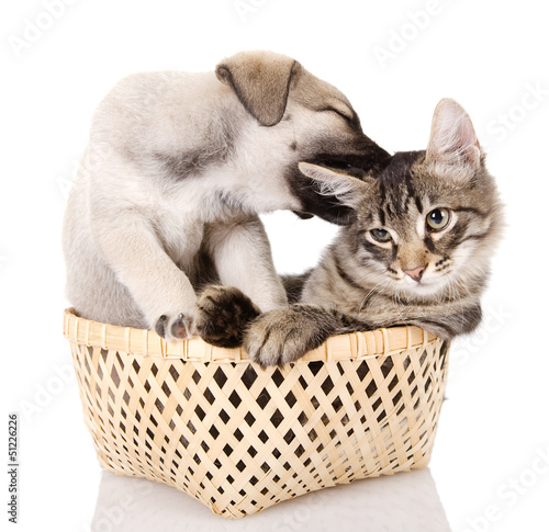 Photo: puppy bites a kitten. isolated on white puppy bites a kitten. isolated on white