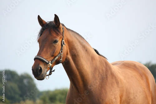 Photo: Beautiful bay horse portrait in summer Beautiful bay horse portrait in summer