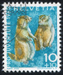 Alpine marmots