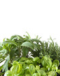 Aromatic Plants on white