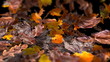 Leaves Blowing Away